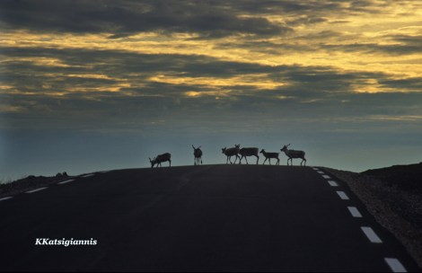 Στη βόρεια Νορβηγία σχεδόν δεν κοιμήθηκα για δύο ημέρες απολαμβάνοντας τον Ήλιο του Μεσονυχτίου, τους τάρανδους, τους Λάπωνες και την μαγεία του αρκτικού κόσμου