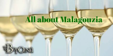 Photo credits: Κτήμα Πόρτο Καρράς (Domaine Porto Carras)