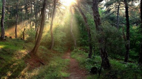 Τυχερό - Σουφλί - Δάσος Δαδιάς